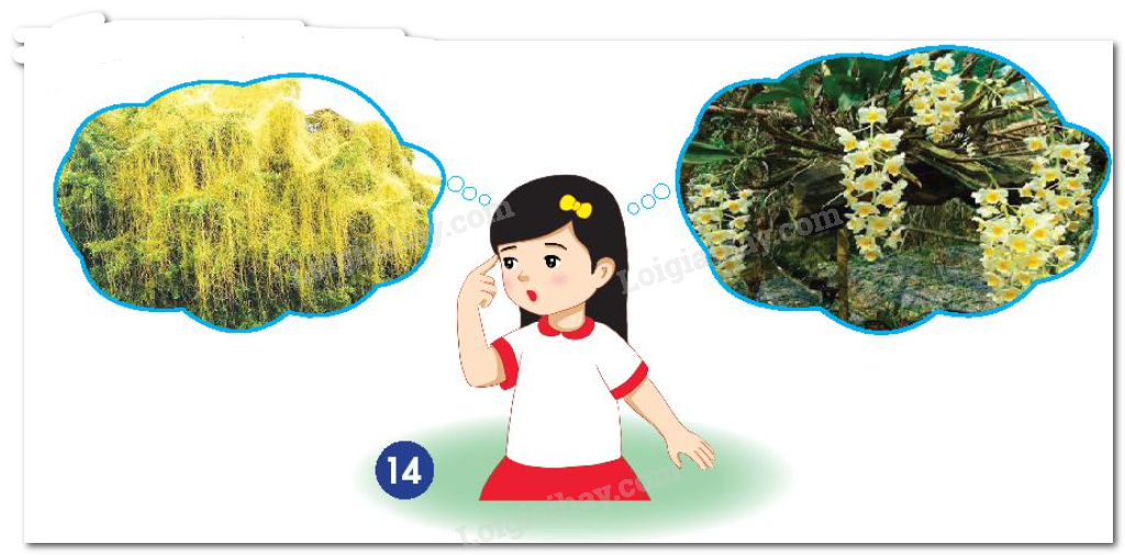 20240605090931hinh 14 bai 14 sgk tnxh ctst