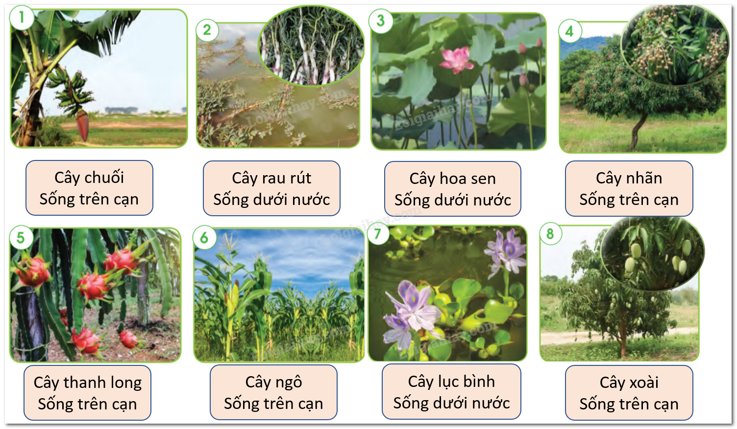 20240605090934iai-hinh-16-bai-14-sgk-tnxh-ctst_1 20240605090934iai hinh 16 bai 14 sgk tnxh ctst 1