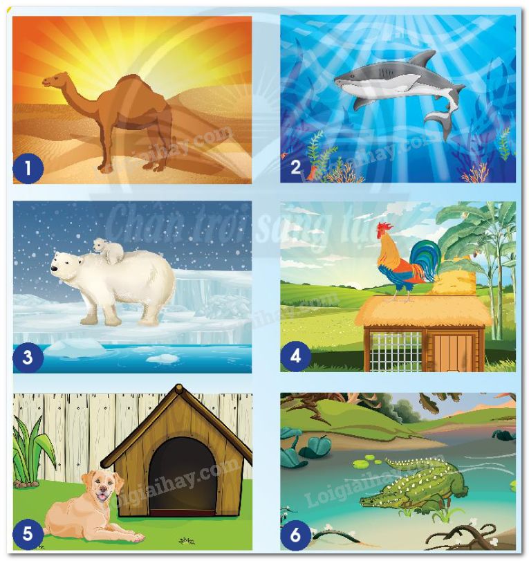 20240605090937hinh 1 6 bai 15 sgk tnxh ctst