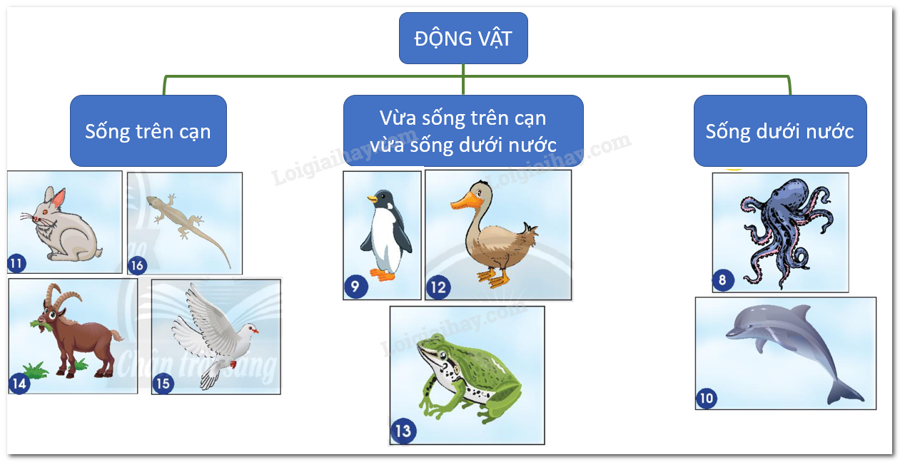 20240605090941giai-hinh-8-16-bai-15-sgk-tnxh-ctst 20240605090941giai hinh 8 16 bai 15 sgk tnxh ctst