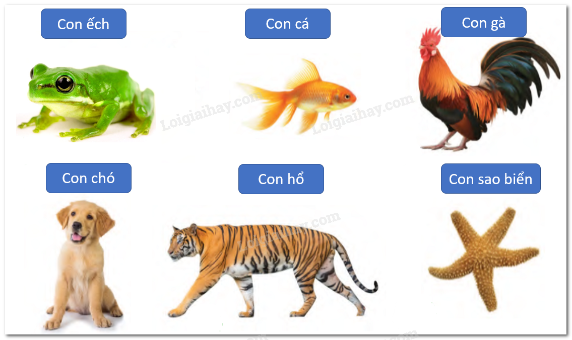 20240605090943giai1-hinh-18-bai-14-sgk-tnxh-ctst 20240605090943giai1 hinh 18 bai 14 sgk tnxh ctst