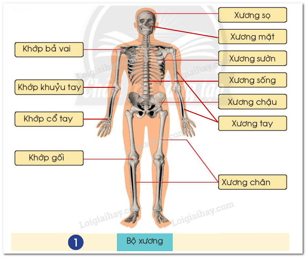 20240605091017giai hinh 1 bai 19 sgk tnxh ctst