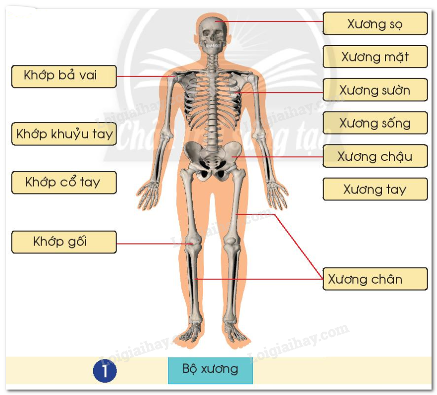 20240605091017hinh 1 bai 19 sgk tnxh ctst