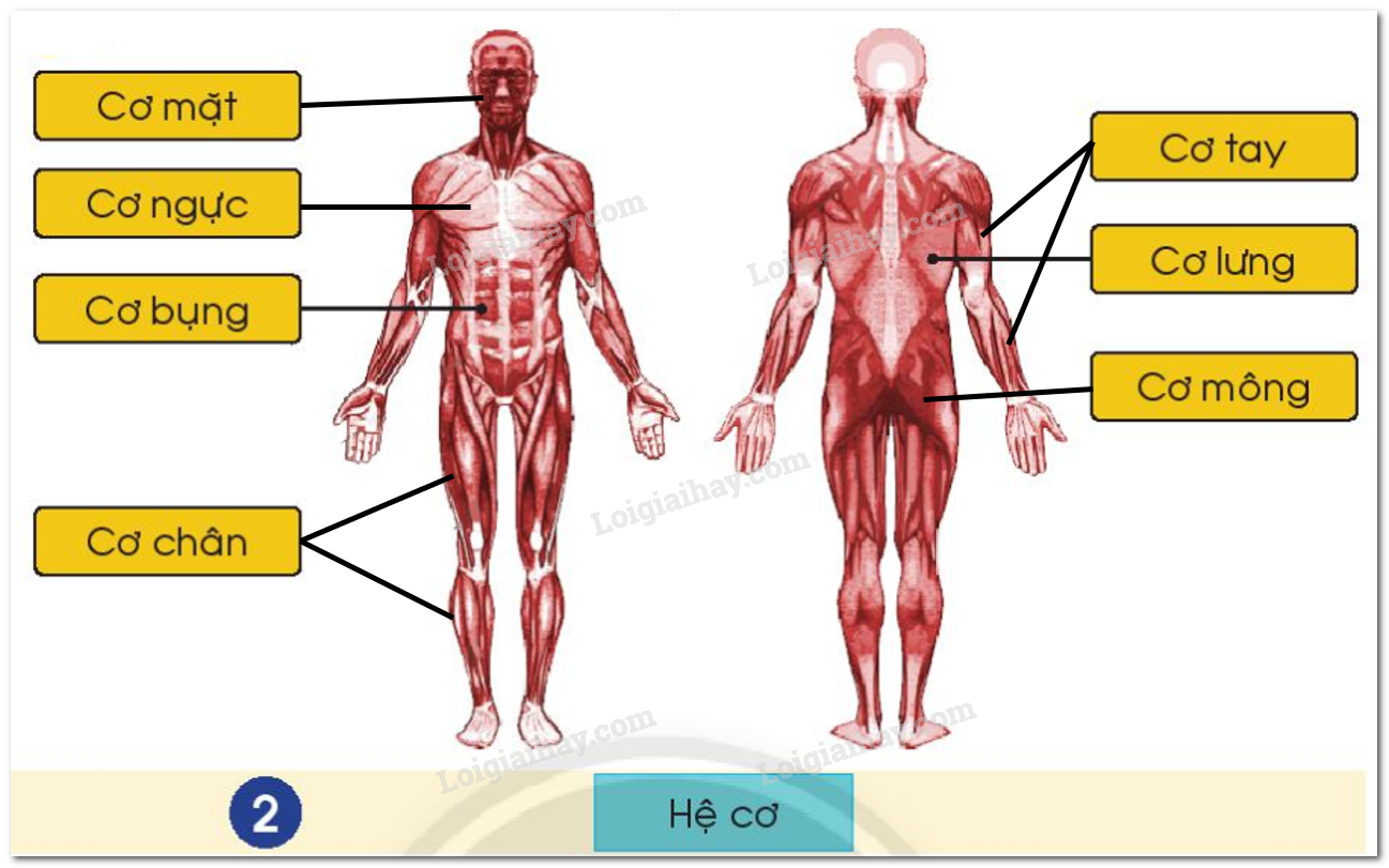 20240605091019giai-hinh-2-bai-19-sgk-tnxh-ctst 20240605091019giai hinh 2 bai 19 sgk tnxh ctst