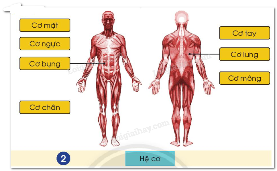20240605091019hinh-2-bai-19-sgk-tnxh-ctst 20240605091019hinh 2 bai 19 sgk tnxh ctst
