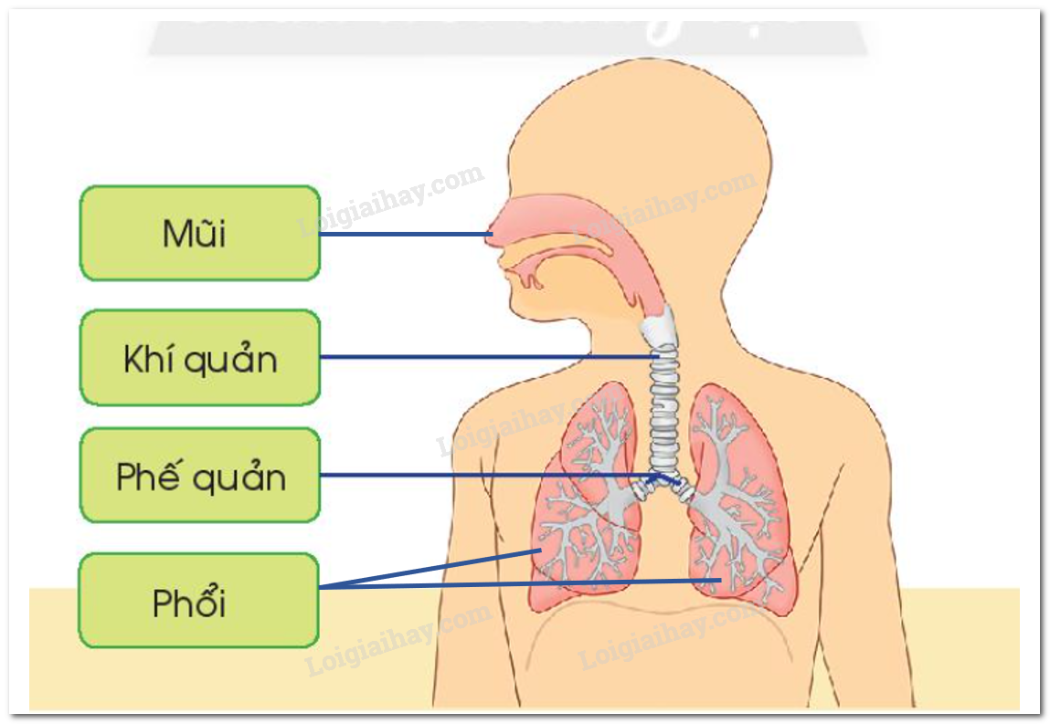 20240605091033giai hinh 1 bai 21 sgk tnxh ctst