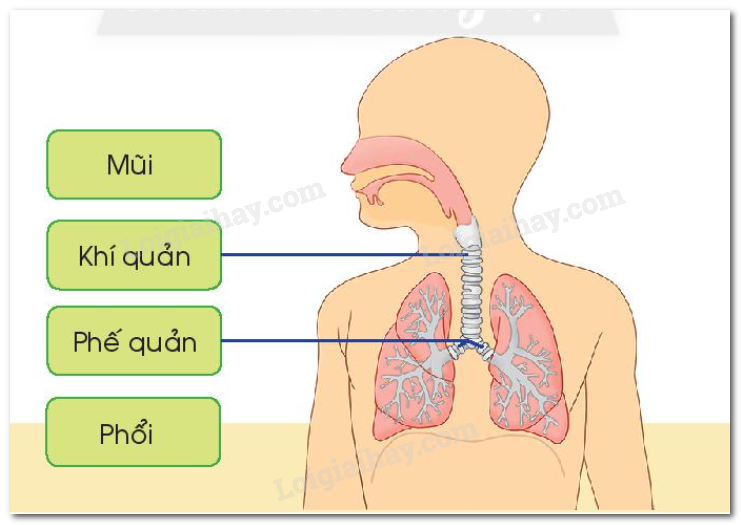 20240605091033hinh 1 bai 21 sgk tnxh ctst