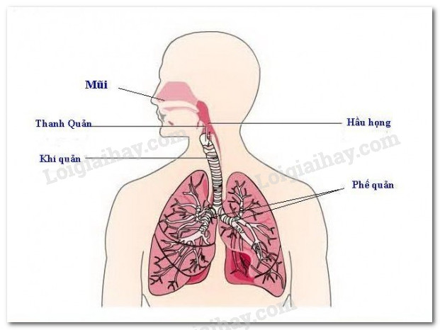 20240605091035giai hinh 2 bai 21 sgk tnxh ctstpng