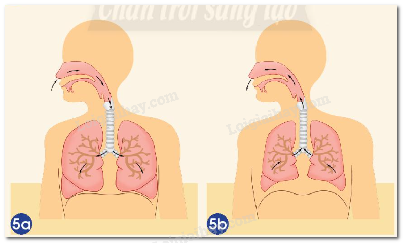 20240605091037hinh 5 bai 21 sgk tnxh ctst