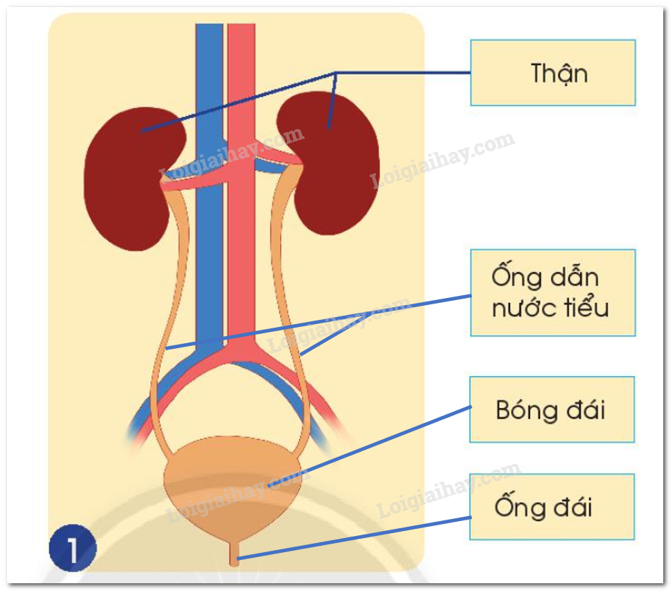 20240605091051giai hinh 1 bai 23 sgk tnxh ctst