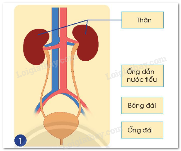 20240605091051hinh 1 bai 23 sgk tnxh ctst