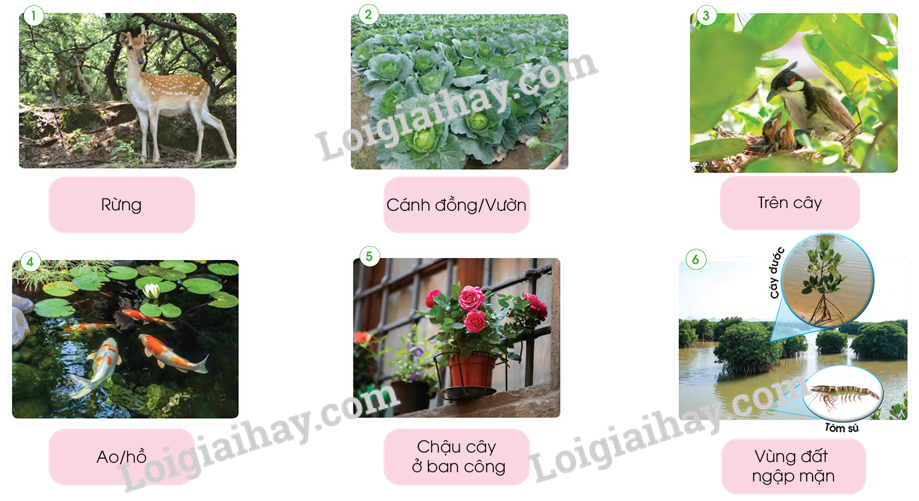 20240605091319giai hoat dong quan sat 1 muc i trang 62 bai 11 sgk tu nhien va xa hoi lop 2 canh dieu 1 1634867175 1