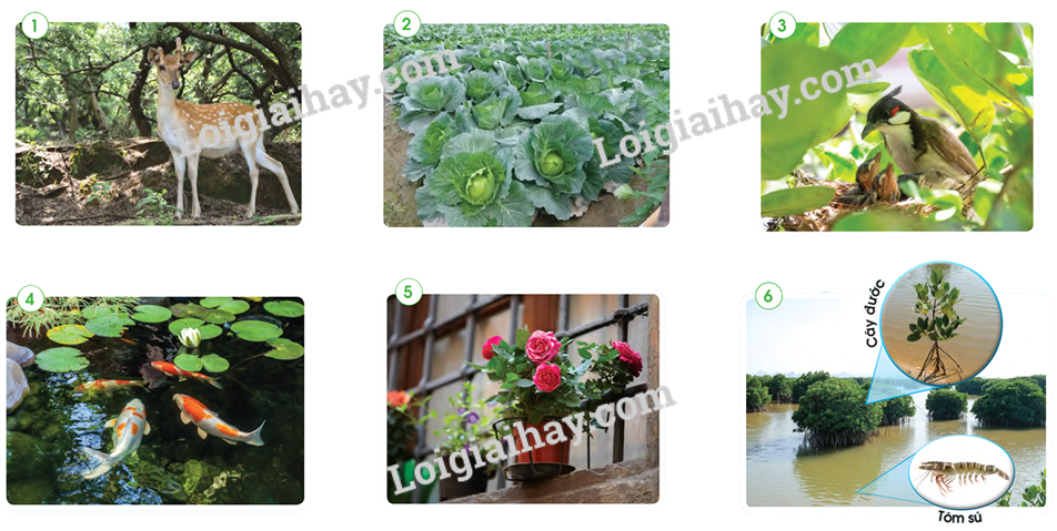 20240605091319giai hoat dong quan sat 1 muc i trang 62 bai 11 sgk tu nhien va xa hoi lop 2 canh dieu 2 1634867175