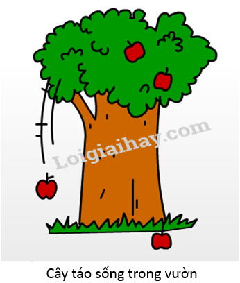 20240605091327giai thuc hanh muc 2 trang 65 sgk tu nhien va xa hoi lop 2 canh dieu 2 1634869198