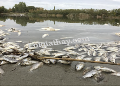 20240605091339giai quan sat trang 68 sgk tu nhien va xa hoi lop 2 canh dieu 1 1634870073