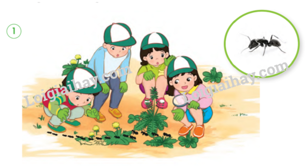 20240605091348giai-quan-sat-muc-1-trang-75-sgk-tu-nhien-va-xa-hoi-lop-2-canh-dieu_2_1634874509 20240605091348giai quan sat muc 1 trang 75 sgk tu nhien va xa hoi lop 2 canh dieu 2 1634874509