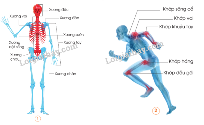 20240605091356giai quan sat muc 1 trang 83 bai 14 sgk tu nhien va xa hoi lop 2 canh dieu 1 1634878265