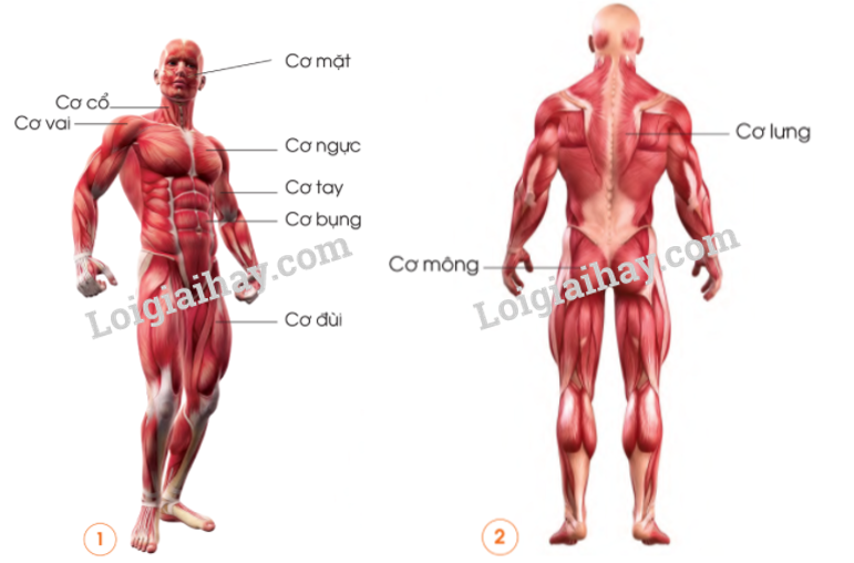 20240605091359giai quan sat muc 1 trang 84 bai 14 sgk tu nhien va xa hoi lop 2 canh dieu 1 1634878653