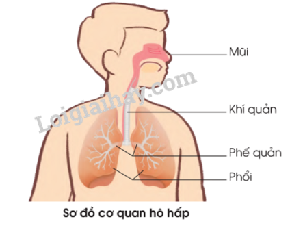 20240605091415giai quan sat muc 1 trang 93 bai 16 sgk tu nhien va xa hoi lop 2 canh dieu 1 1634890306
