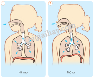 20240605091417giai quan sat muc 2 trang 94 bai 16 sgk tu nhien va xa hoi lop 2 canh dieu 1 1634890422