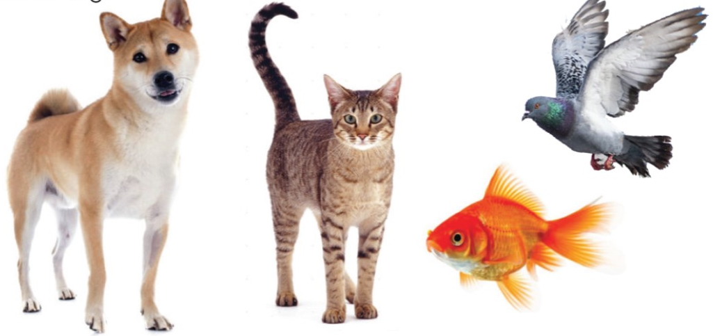 Quan sát, nhận biết - trang 64, 65 - Mĩ thuật lớp 2 Cánh Diều: Mỗi cặp sản phẩm ở hình dưới đây mô phỏng con vật nào? 3 202406051048211