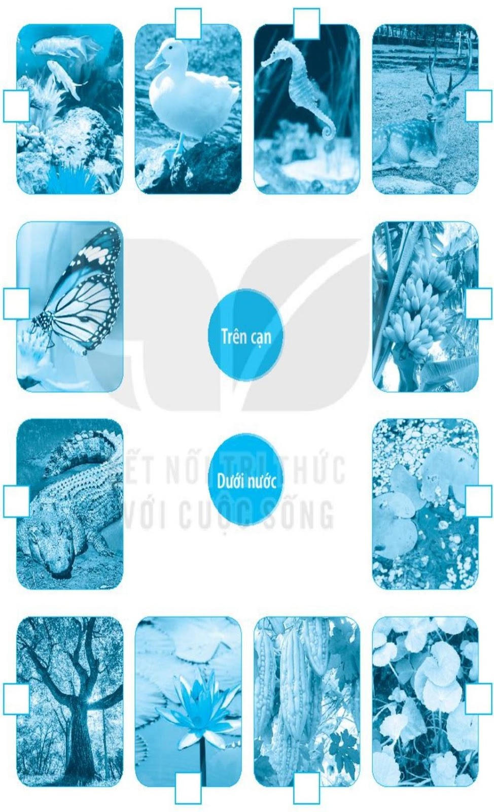 20240619021949iai bai 19 thuc vat va dong vat quanh em trang 50 51 52 vo bai tap tu nhien va xa hoi lop 2 sach ket noi tri thuc 1680064444 2