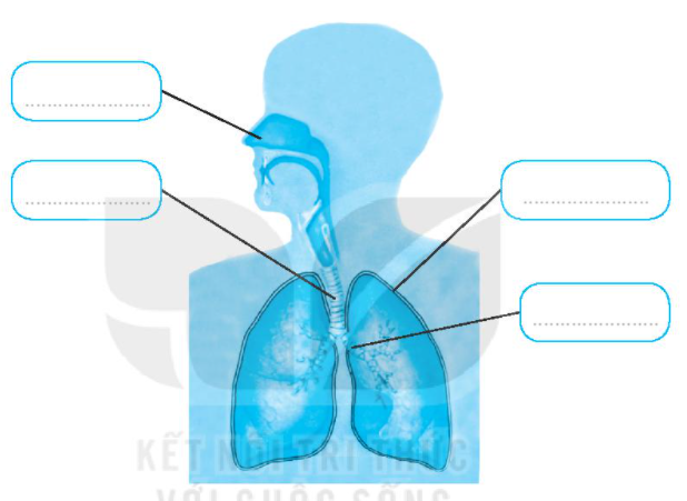 20240619022000giai bai 23 tim hieu co quan ho hap trang 60 61 vo bai tap tu nhien va xa hoi lop 2 sach ket noi tri thuc 1680064515 1