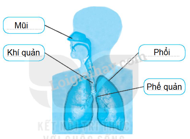 20240619022000hinh 1 trang 60