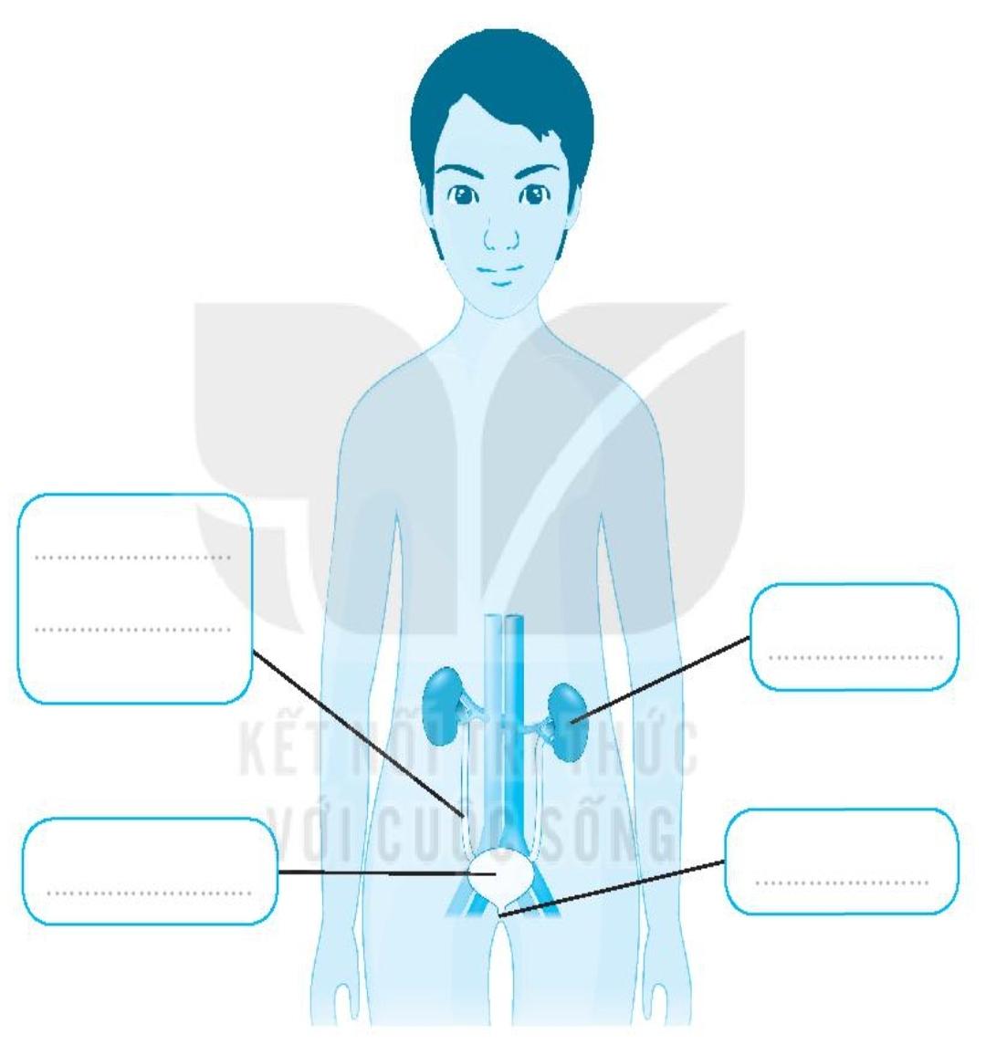20240619022006giai bai 25 tim hieu co quan bai tiet nuoc tieu trang 65 66 vo bai tap tu nhien va xa hoi lop 2 sach ket noi tri thuc 1680064529