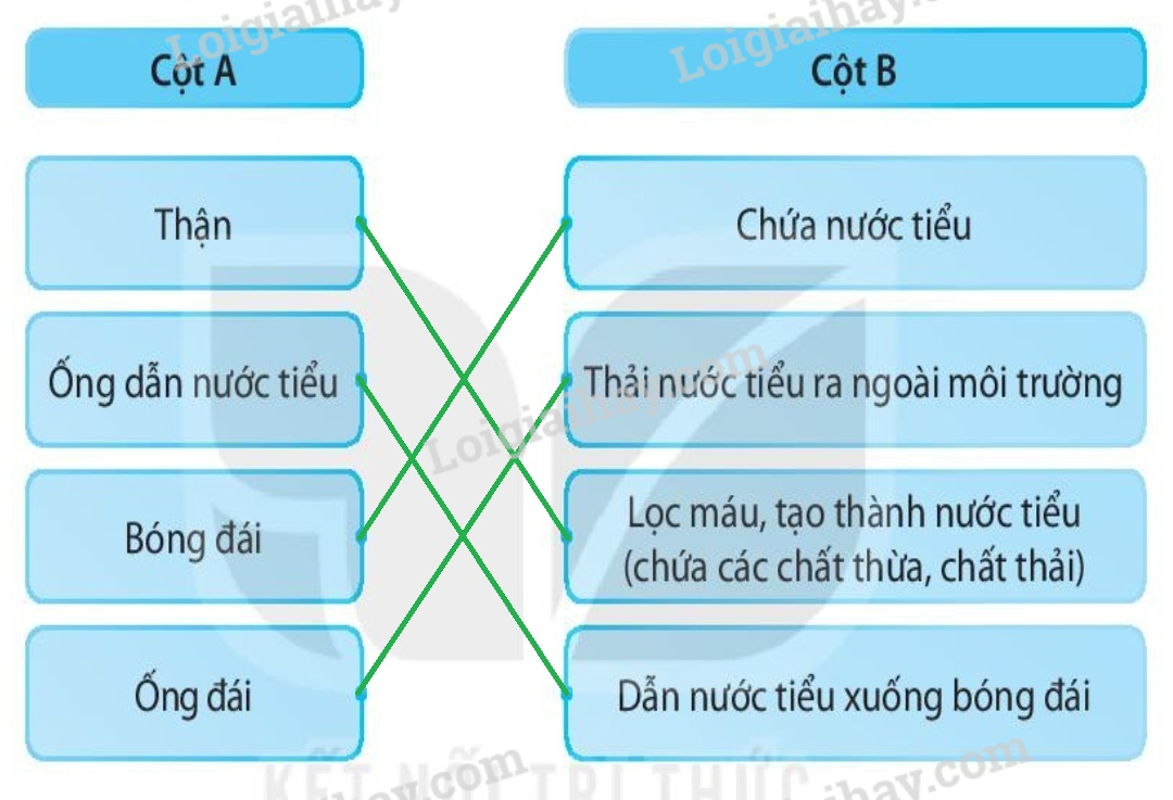 20240619022006hinh 4 trang 66