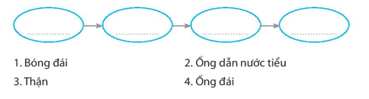 20240619022006iai bai 25 tim hieu co quan bai tiet nuoc tieu trang 65 66 vo bai tap tu nhien va xa hoi lop 2 sach ket noi tri thuc 1680064529 1