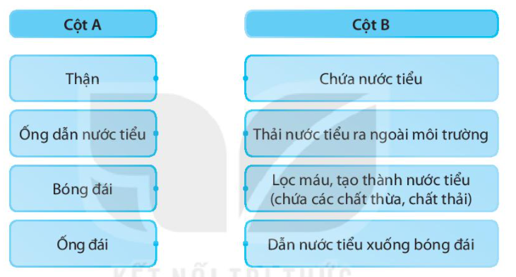 20240619022006iai bai 25 tim hieu co quan bai tiet nuoc tieu trang 65 66 vo bai tap tu nhien va xa hoi lop 2 sach ket noi tri thuc 1680064529 2