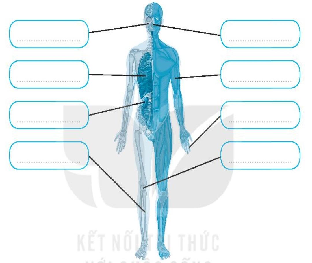 20240619022011giai bai 27 on tap chu de con nguoi va suc khoe trang 69 vo bai tap tu nhien va xa hoi lop 2 sach ket noi tri thuc 1680064553 1