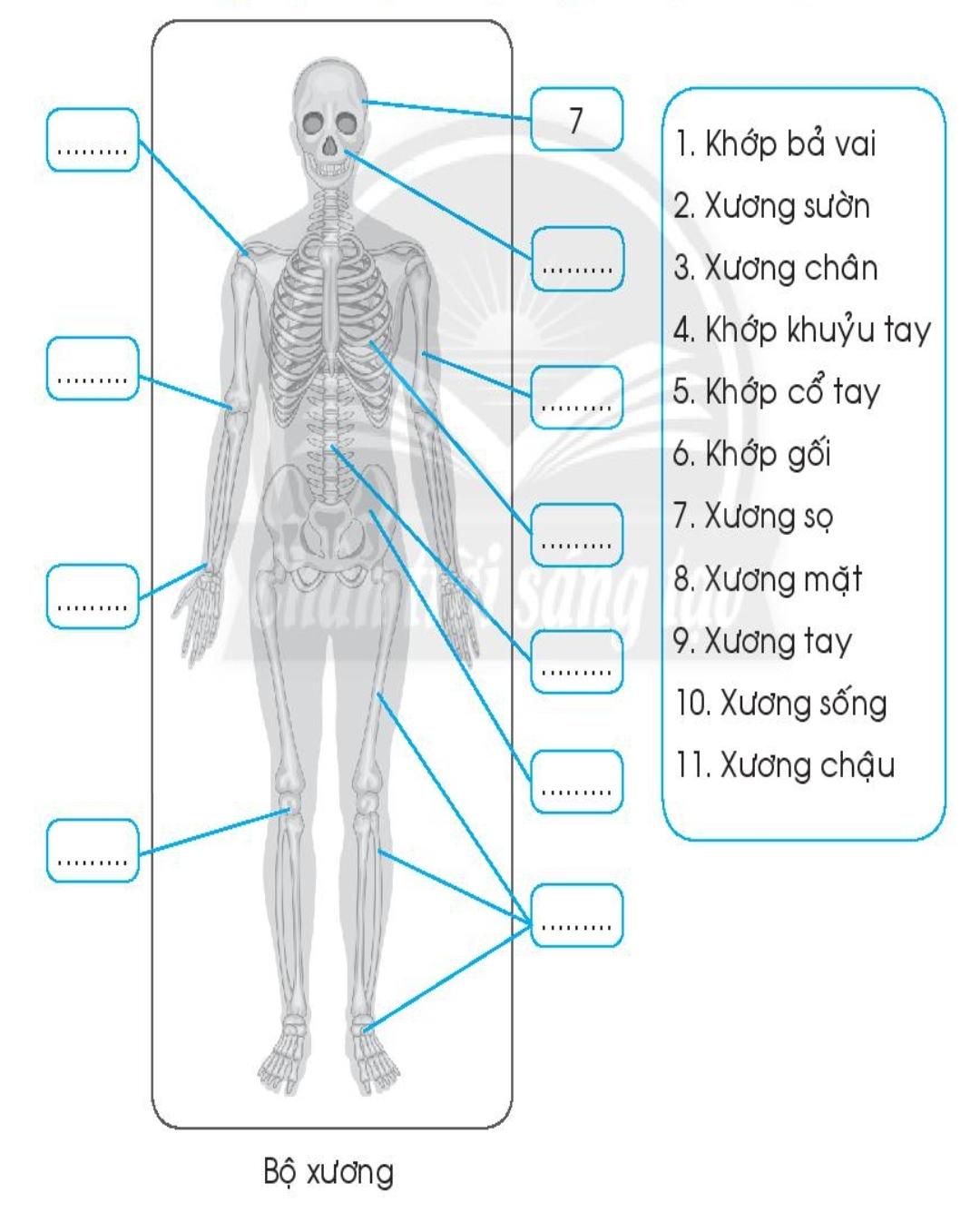 20240619022805giai bai 19 co quan van dong trang 56 57 58 vo bai tap tu nhien va xa hoi lop 2 sach chan troi sang tao 1680064634