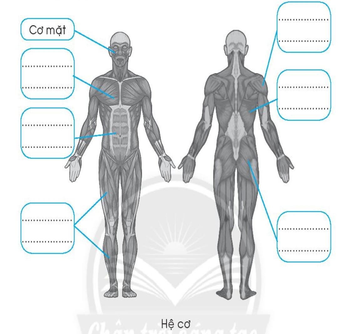 20240619022805iai bai 19 co quan van dong trang 56 57 58 vo bai tap tu nhien va xa hoi lop 2 sach chan troi sang tao 1680064634 1