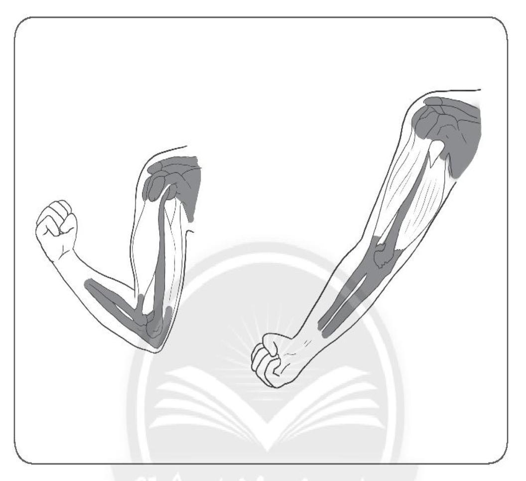 20240619022805iai bai 19 co quan van dong trang 56 57 58 vo bai tap tu nhien va xa hoi lop 2 sach chan troi sang tao 1680064634 3