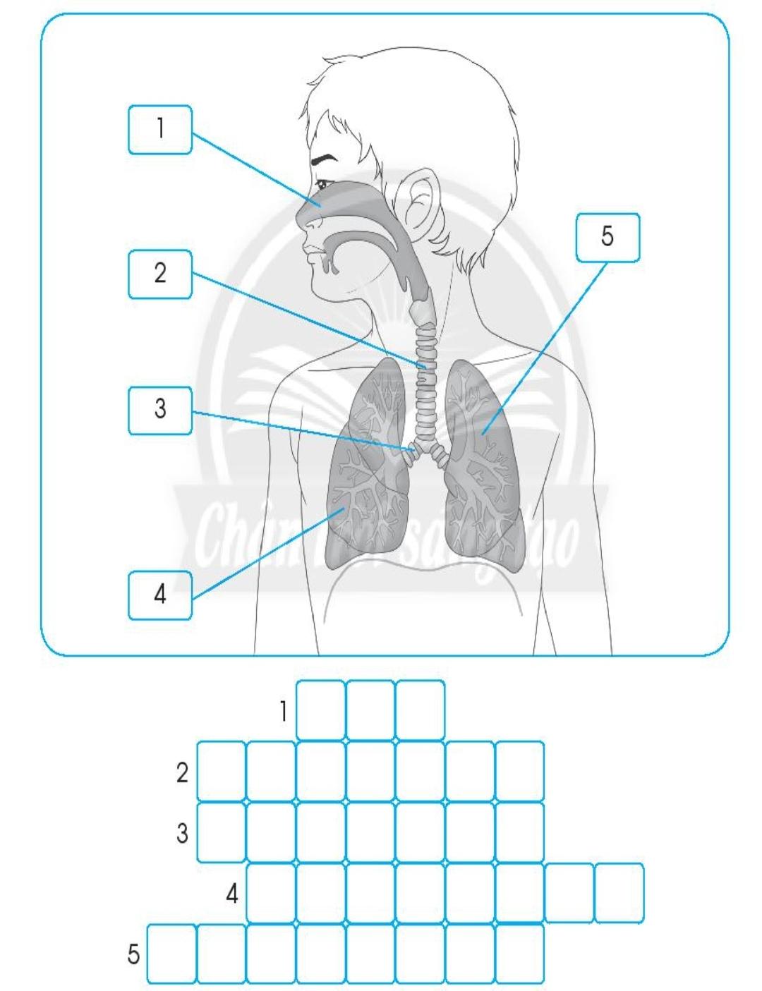 20240619022809giai-bai-21-co-quan-ho-hap-trang-62-63-64-vo-bai-tap-tu-nhien-va-xa-hoi-lop-2-sach-chan-troi-sang-tao-1680064649-1 20240619022809giai bai 21 co quan ho hap trang 62 63 64 vo bai tap tu nhien va xa hoi lop 2 sach chan troi sang tao 1680064649 1
