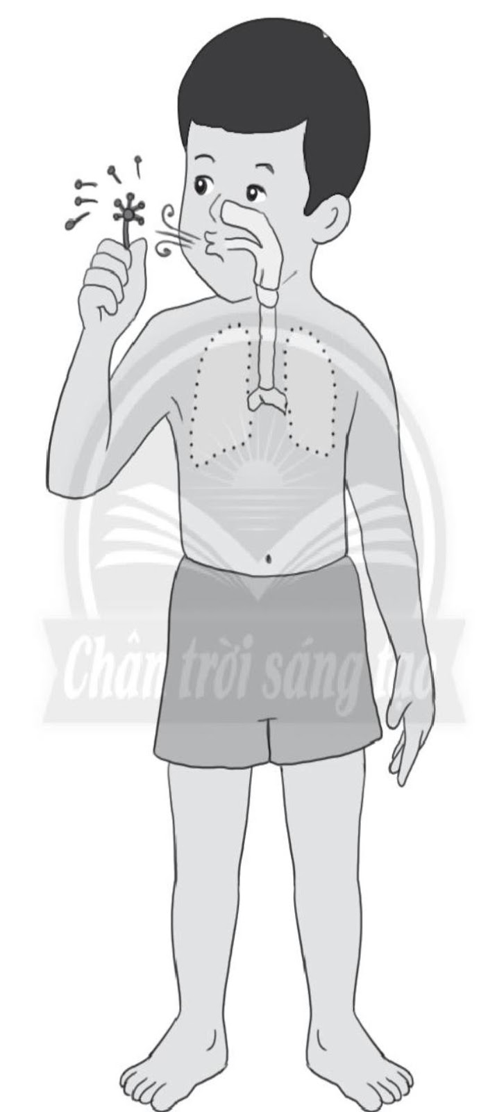 20240619022809iai-bai-21-co-quan-ho-hap-trang-62-63-64-vo-bai-tap-tu-nhien-va-xa-hoi-lop-2-sach-chan-troi-sang-tao-1680064649_4 20240619022809iai bai 21 co quan ho hap trang 62 63 64 vo bai tap tu nhien va xa hoi lop 2 sach chan troi sang tao 1680064649 4