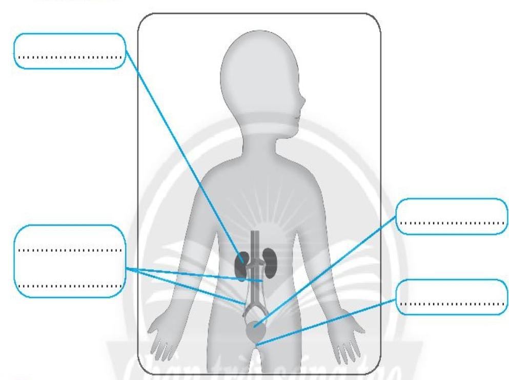 20240619022815giai-bai-23-co-quan-bai-tiet-nuoc-tieu-trang-68-69-vo-bai-tap-tu-nhien-va-xa-hoi-lop-2-sach-chan-troi-sang-tao-1680064667-1 20240619022815giai bai 23 co quan bai tiet nuoc tieu trang 68 69 vo bai tap tu nhien va xa hoi lop 2 sach chan troi sang tao 1680064667 1