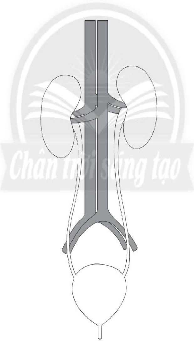 20240619022815iai-bai-23-co-quan-bai-tiet-nuoc-tieu-trang-68-69-vo-bai-tap-tu-nhien-va-xa-hoi-lop-2-sach-chan-troi-sang-tao-1680064667_3 20240619022815iai bai 23 co quan bai tiet nuoc tieu trang 68 69 vo bai tap tu nhien va xa hoi lop 2 sach chan troi sang tao 1680064667 3