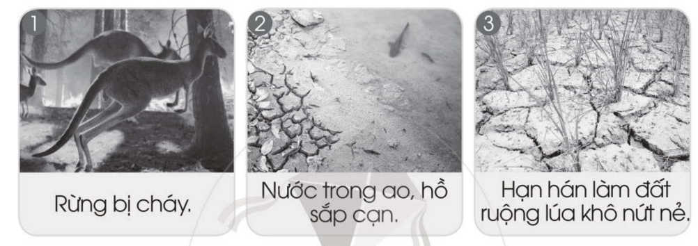 20240619022910iai bai 12 bao ve moi truong song cua thuc vat va dong vat trang 37 38 vo bai tap tu nhien va xa hoi lop 2 sach canh dieu 1680064738 1