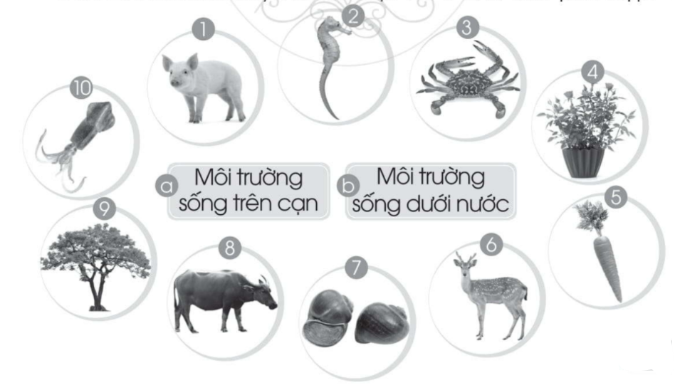 20240619022915iai on tap va danh gia chu de thuc vat va dong vat trang 41 vo bai tap tu nhien va xa hoi lop 2 sach canh dieu 1680064752 1