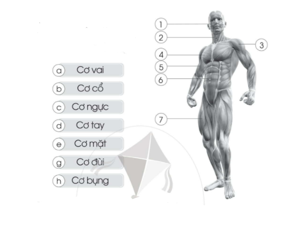 20240619022917iai bai 14 co quan van dong trang 42 43 vo bai tap tu nhien va xa hoi lop 2 sach canh dieu 1680064757 2