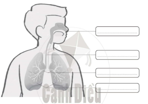 20240619022923giai bai 16 co quan ho hap trang 46 47 vo bai tap tu nhien va xa hoi lop 2 sach canh dieu 1680064774