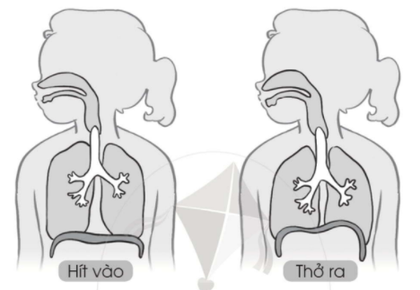 20240619022923iai bai 16 co quan ho hap trang 46 47 vo bai tap tu nhien va xa hoi lop 2 sach canh dieu 1680064774 2