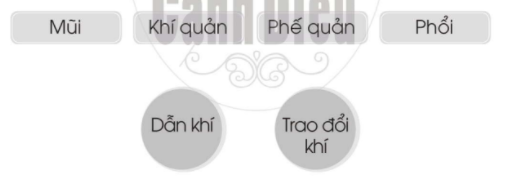 20240619022923iai bai 16 co quan ho hap trang 46 47 vo bai tap tu nhien va xa hoi lop 2 sach canh dieu 1680064774 3