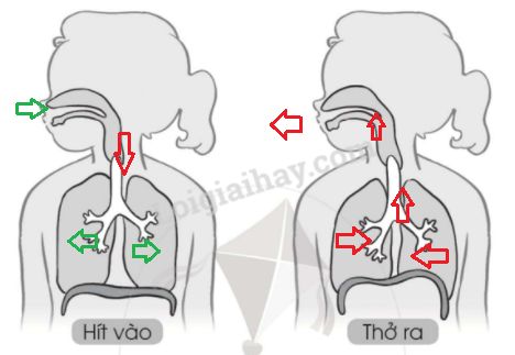 20240619022923trang 47 hinh 3