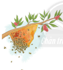 bc3a0i 2 ong xc3a2y te1bb95