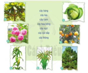 bc3a0i 21 lc3a1 phe1bb95i xanh 300x250 1 1