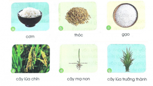 gie1baa3i bc3a0i 22 chuye1bb87n cc3a2y chuye1bb87n ngc6b0e1bb9di 300x169 1 1